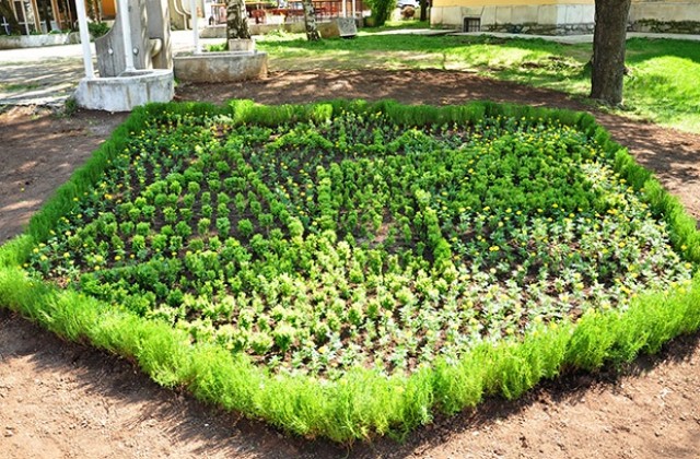 Цветни композиции ще красят Враца