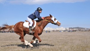 Елитни коне се надбягват в Белослав