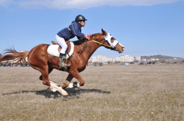 Елитни коне се надбягват в Белослав