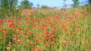 До 32 достигат температурите