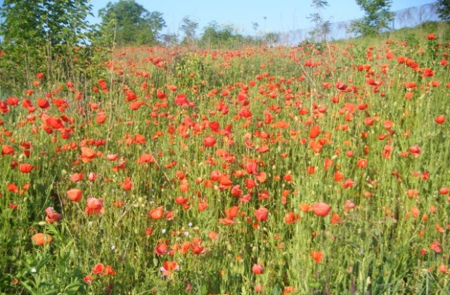 До 32° достигат температурите