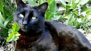 Карнавалревю за котки и тази година в Габрово