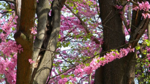 Температурите през май от 4 до 32 градуса