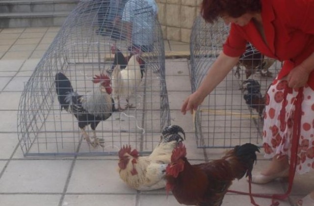 Петли дефилираха в Симитли