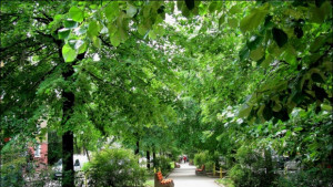 Поздрав от кмета на Враца