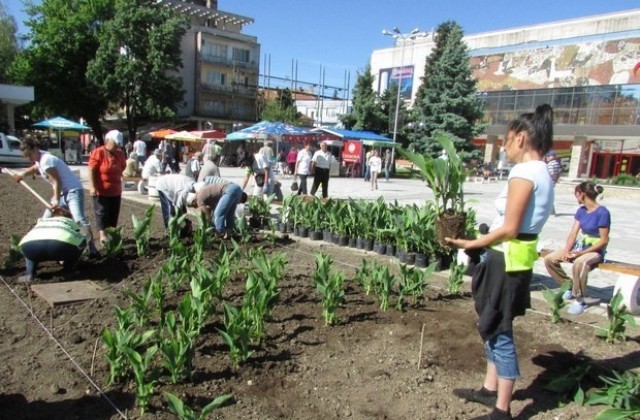 Близо 30 000 цветя ще украсят Горна Оряховица