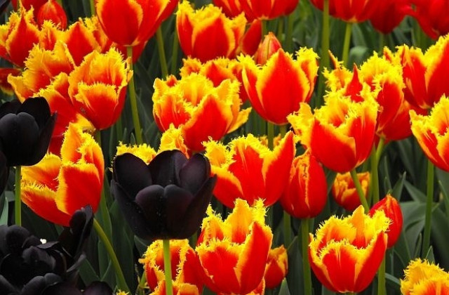 Откриват новия алпинеум в „Северен”