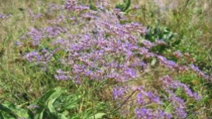 Обявена е втора защитена територия в Област Русе