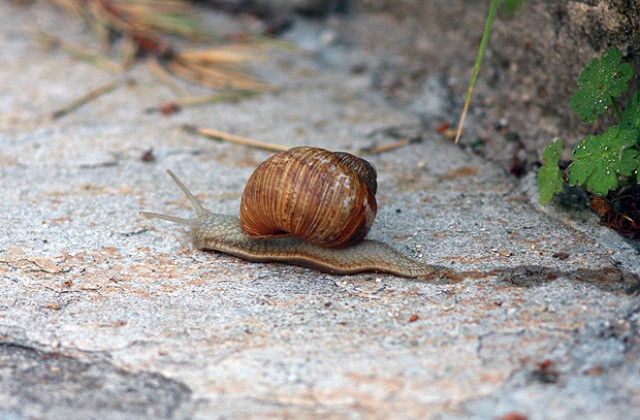 Облачно, с валежи