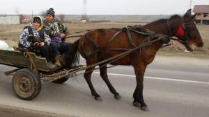 Кон изрита стопаните си от каруцата