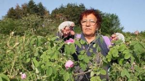 Розопроизводители се оплакват от слаба реколта
