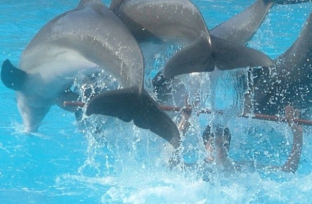 Броят делфините в Черно море