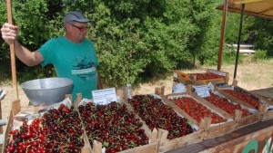 Падат таксите на пазара за череши край Крепост Връщат парите