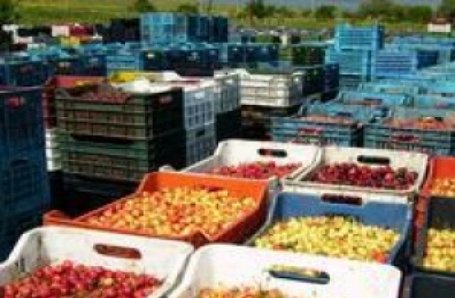 От 25 до 29 май пръскат срещу черешовата муха край Дупница