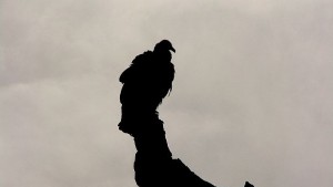 Как да обикнем и пазим египетския лешояд
