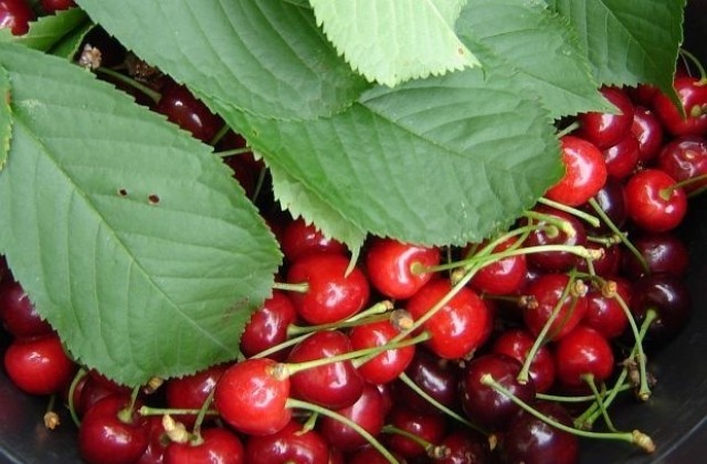 В 11 пункта изкупуват череши в Сливен