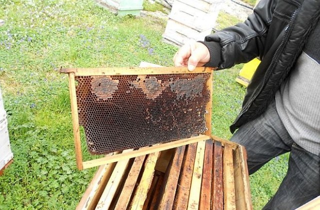 ЕК ограничава използването на три пестицида, вредни за пчелите