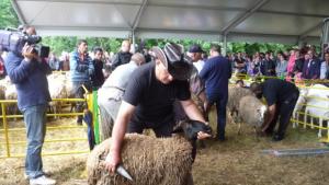 Майстор острига овца за помалко от пет минути друг издои