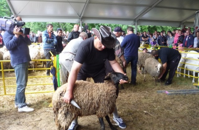 Майстор острига овца за по-малко от пет минути, друг издои почти три литра мляко за 52 секунди