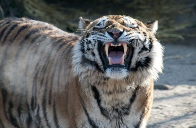 Тигър уби гледачка в британски зоопарк
