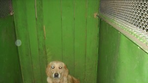 Собствениците на кучета са виновни за проблема с бездомните животни