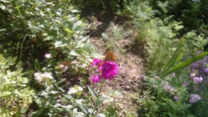 Предимно слънчево време