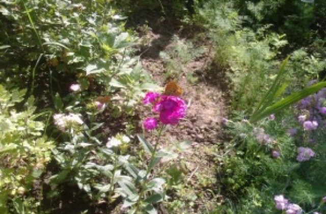 Предимно слънчево време