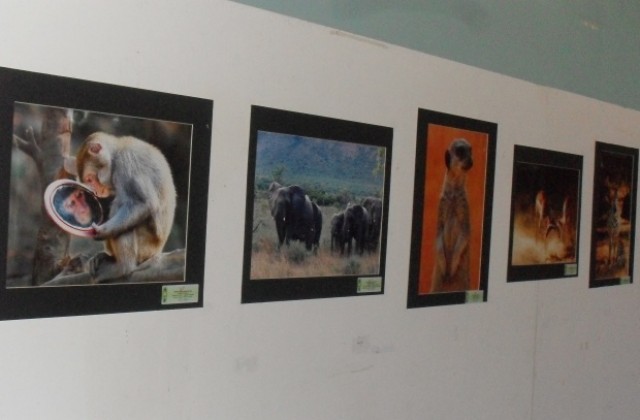 Фотографска изложба Дивото гостува в Павликени