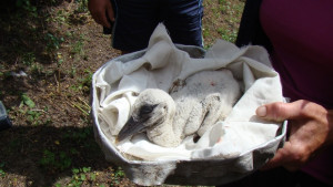 Спасиха паднало от гнездо щъркелче