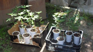 За 2 дни два случая с наркотици