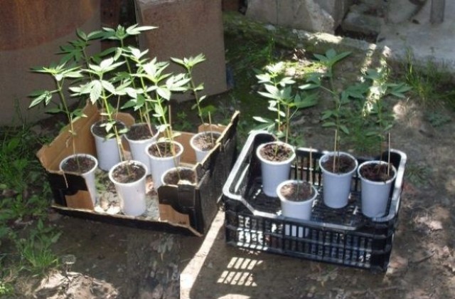 За 2 дни - два случая с наркотици