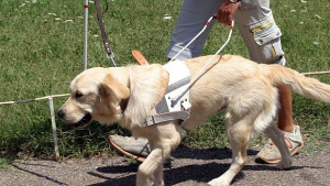 Голдън ретривъри на изложба в киноложки център Марица