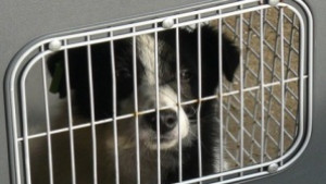 Регистрират всички домашни кучета в населените места