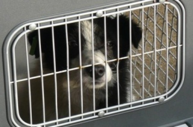 Регистрират всички домашни кучета в населените места