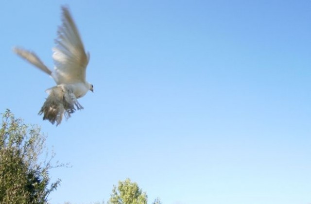 Слънце до обяд, следобед - дъжд