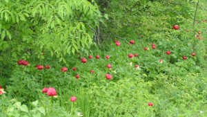 Песенен празник на божура край Г Оряховица