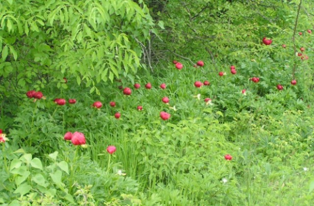 Песенен празник на божура край Г. Оряховица
