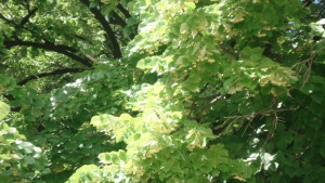 В Севлиево забраняват да се бере липа