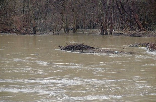 Мъртва риба в Искър край с. Томсън