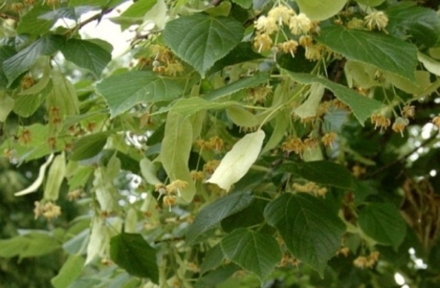 Брането на липа ще излезе скъпо на нарушителите