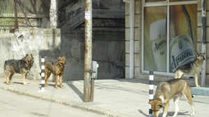 215 бездомни животни настанени в приюта през май