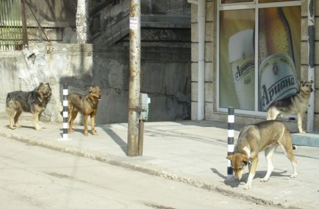 215 бездомни животни настанени в приюта през май
