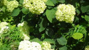 Национален Еньовденски събор на Българския фолклор и българските традиционни ястия