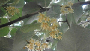 Спокойно това не са оси