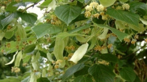 Мъж отряза липа тя падна върху стопанска постройка