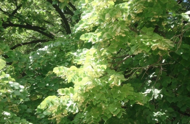 Санкции за бране на липа