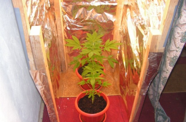 Две саксии с канабис намериха в Къпиновци