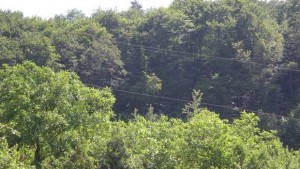 Увеличиха територията на защитена местност с вековни букови дървета в