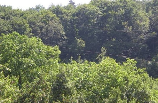 Увеличиха територията на защитена местност с вековни букови дървета в Плачковци