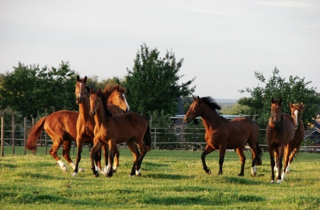 Стопанин откри конете си разкостени